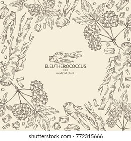 Background with eleutherococcus: branch, berries and eleutherococcus root. Siberian ginseng. Cosmetic and medical plant. Vector hand drawn illustration. 