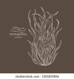 Background with enteromorpha: enteromorpha seaweed, leaves. Green algae. Edible seaweed. Vector hand drawn illustration