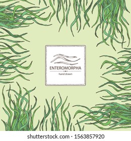 Background with enteromorpha: enteromorpha seaweed, leaves. Green algae. Edible seaweed. Vector hand drawn illustration
