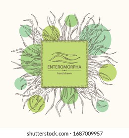 Background with enteromorpha: enteromorpha seaweed, leaves. Green algae. Edible seaweed. Vector hand drawn illustration