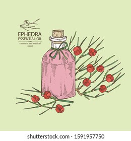 Background with ephedra branch, berries and bottle of ephedra essential oil. Cosmetic, perfumery and medical plant. Vector hand drawn illustration.