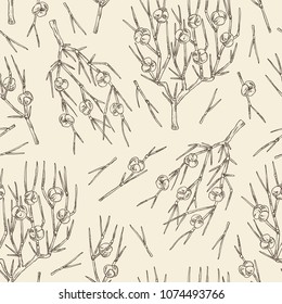 Background with ephedra: branch of Chinese ephedra with leaves and berries. Cosmetics and medical plant. Vector hand drawn illustration.