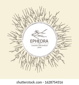 Background with ephedra: branch of Chinese ephedra with leaves and berries. Cosmetics and medical plant. Vector hand drawn illustration.