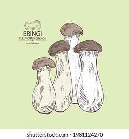 Background with eringi: eringi mushrooms and piece of mushroom. Pleurotus eryngii. Vector hand drawn Mushroom illustrations