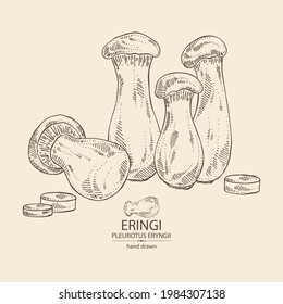 Background with eringi: eringi mushrooms and piece of mushroom. Pleurotus eryngii. Vector hand drawn Mushroom illustrations