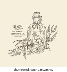 Background with eucalyptus and bottle of eucalyptus essential oil. Cosmetic, perfumery and medical plant. Vector hand drawn