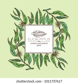 Background with eucalyptus: leaves and flowers. Cosmetics and medical plant. Vector hand drawn illustration.