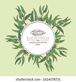Background with eucalyptus: leaves and flowers. Cosmetics and medical plant. Vector hand drawn illustration.