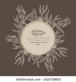Background with eucalyptus: leaves and flowers. Cosmetics and medical plant. Vector hand drawn illustration.