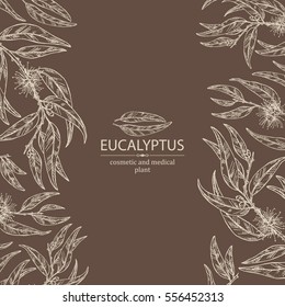 Background with eucalyptus: leaves and flowers. Cosmetics and medical plant. hand drawn