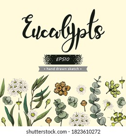 Background with Eucalyptus leaves, young shoots and branches of eucalyptus with flowers, buds and seeds and lettering Eucalypts. Detailed hand-drawn sketches, vector botanical illustration. 