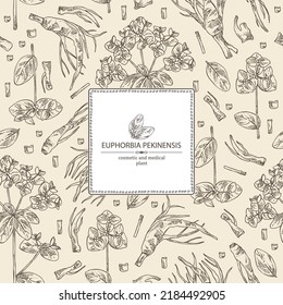 Background with euphorbia pekinensis: euphorbia pekinensis plant, leaves, flowers and euphorbia pekinensis root.  Cosmetic, perfumery and medical plant. Vector hand drawn illustration