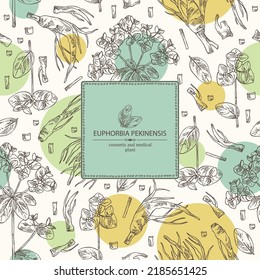 Background with euphorbia pekinensis: euphorbia pekinensis plant, leaves, flowers and euphorbia pekinensis root.  Cosmetic, perfumery and medical plant. Vector hand drawn illustration