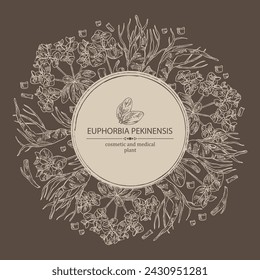 Background with euphorbia pekinensis: euphorbia pekinensis plant, leaves, flowers and euphorbia pekinensis root.  Cosmetic, perfumery and medical plant. Vector hand drawn illustration
