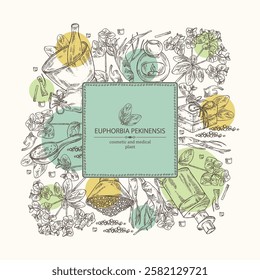 Background with euphorbia pekinensis: euphorbia pekinensis plant, leaves, flowers and euphorbia pekinensis root.  Oil, soap and bath salt . Cosmetics and medical plant. Vector hand drawn