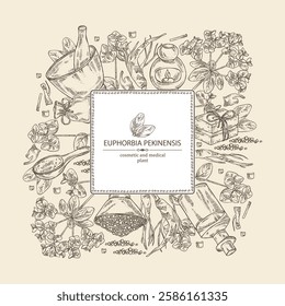 Background with euphorbia pekinensis: euphorbia pekinensis plant, leaves, flowers and euphorbia pekinensis root.  Oil, soap and bath salt . Cosmetics and medical plant. Vector hand drawn
