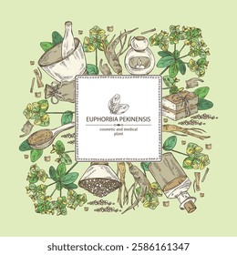 Background with euphorbia pekinensis: euphorbia pekinensis plant, leaves, flowers and euphorbia pekinensis root.  Oil, soap and bath salt . Cosmetics and medical plant. Vector hand drawn
