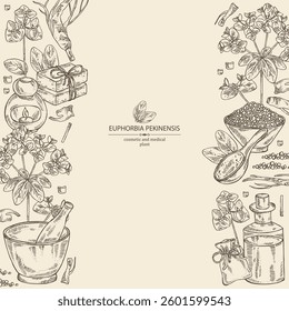 Background with euphorbia pekinensis: euphorbia pekinensis plant, leaves, flowers and euphorbia pekinensis root.  Oil, soap and bath salt . Cosmetics and medical plant. Vector hand drawn
