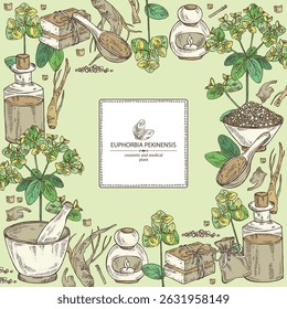 Background with euphorbia pekinensis: euphorbia pekinensis plant, leaves, flowers and euphorbia pekinensis root.  Oil, soap and bath salt . Cosmetics and medical plant. Vector hand drawn