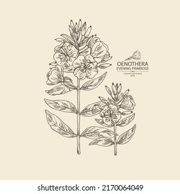 Background with evening primula: oenothera plant, leaves and evening primula flowers. Oenothera. Cosmetic, perfumery and medical plant. Vector hand drawn illustration