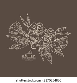 Antecedentes con la fórmula vespertina: planta de oenothera, hojas y flores de primula nocturnas. Oenothera. Cosmética, perfumería y planta médica. Ilustración dibujada a mano por el vector