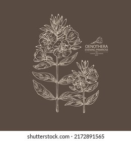 Background with evening primula: oenothera plant, leaves and evening primula flowers. Oenothera. Cosmetic, perfumery and medical plant. Vector hand drawn illustration
