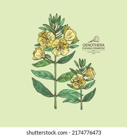 Background with evening primula: oenothera plant, leaves and evening primula flowers. Oenothera. Cosmetic, perfumery and medical plant. Vector hand drawn illustration