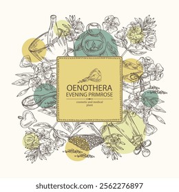 Background with evening primula: oenothera plant, leaves and evening primula flowers. Oenothera. Oil, soap and bath salt . Cosmetics and medical plant. Vector hand drawn