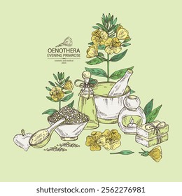 Background with evening primula: oenothera plant, leaves and evening primula flowers. Oenothera. Oil, soap and bath salt . Cosmetics and medical plant. Vector hand drawn