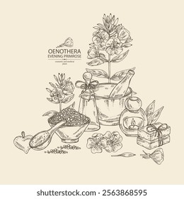 Background with evening primula: oenothera plant, leaves and evening primula flowers. Oenothera. Oil, soap and bath salt . Cosmetics and medical plant. Vector hand drawn