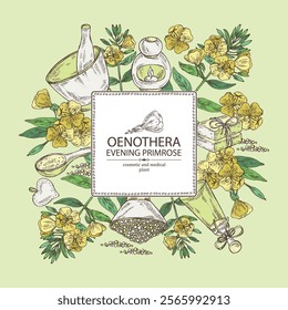 Background with evening primula: oenothera plant, leaves and evening primula flowers. Oenothera. Oil, soap and bath salt . Cosmetics and medical plant. Vector hand drawn