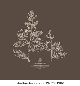 Hintergrund mit Evulus alsinoides: Shankha Pushpi-Pflanze, Blätter und Evoluvulus alsinoides-Blumen. Shankha Pushpi. Kosmetik, Parfüm und medizinische Anlagen. handgezeichnete Vektorgrafik