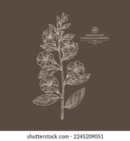 Background with evolvulus alsinoides: Shankha Pushpi plant, leaves and evolvulus alsinoides flowers. Shankha Pushpi. Cosmetic, perfumery and medical plant. Vector hand drawn illustration