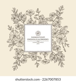 Background with evolvulus alsinoides: Shankha Pushpi plant, leaves and evolvulus alsinoides flowers. Shankha Pushpi. Cosmetic, perfumery and medical plant. Vector hand drawn illustration