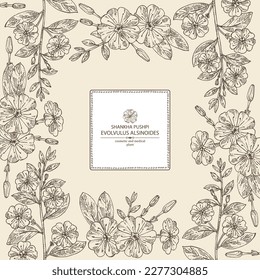 Hintergrund mit Evulus alsinoides: Shankha Pushpi-Pflanze, Blätter und Evoluvulus alsinoides-Blumen. Shankha Pushpi. Kosmetik, Parfüm und medizinische Anlagen. handgezeichnete Vektorgrafik