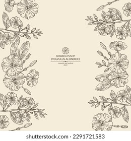 Background with evolvulus alsinoides: Shankha Pushpi plant, leaves and evolvulus alsinoides flowers. Shankha Pushpi. Cosmetic, perfumery and medical plant. Vector hand drawn illustration