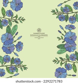 Antecedentes con evoluvulus alsinoides: Planta Shankha Pushpi, hojas y flores evoluvulus alsinoides. Shankha Pushpi. Cosmética, perfumería y planta médica. Ilustración dibujada a mano por el vector