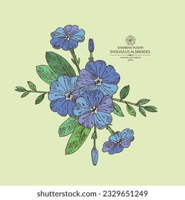 Background with evolvulus alsinoides: Shankha Pushpi plant, leaves and evolvulus alsinoides flowers. Shankha Pushpi. Cosmetic, perfumery and medical plant. Vector hand drawn illustration