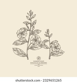Antecedentes con evoluvulus alsinoides: Planta Shankha Pushpi, hojas y flores evoluvulus alsinoides. Shankha Pushpi. Cosmética, perfumería y planta médica. Ilustración dibujada a mano por el vector