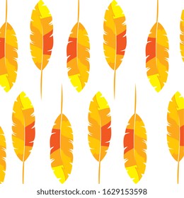 background of exotic feathers decoration vector illustration design