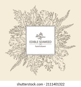 Background with f seaweed, algae: laminaria, porphyra seaweed, irish moss, wakame, undaria pinnate seaweed. Green, brown and red algae. Edible seaweed. Vector hand drawn illustration