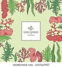 Background with f seaweed, algae: laminaria, porphyra seaweed, irish moss, wakame, undaria pinnate seaweed. Green, brown and red algae. Edible seaweed. Vector hand drawn illustration