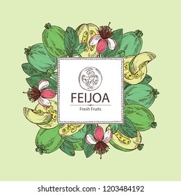 Background with feijoa fruit, leaves and feijoa slice. Vector hand drawn illustration.