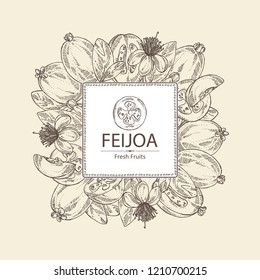 Background with feijoa fruit, leaves and feijoa slice. Vector hand drawn illustration.