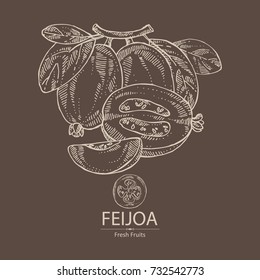 Background with feijoa fruit, leaves and feijoa slice. Vector hand drawn illustration.
