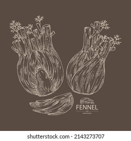 Background with fennel: full fennel, piece and fennel root. Foeniculum vulgare. Vector hand drawn illustration. 