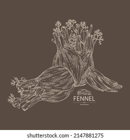Background with fennel: full fennel, piece and fennel root. Foeniculum vulgare. Vector hand drawn illustration. 