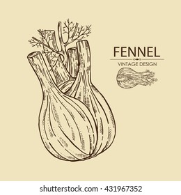 Background with fennel. hand drawn