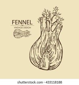 Background with fennel. hand drawn