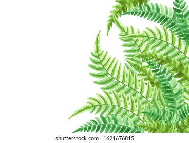 Background with fern leaves. Natural tropical forest plants.
